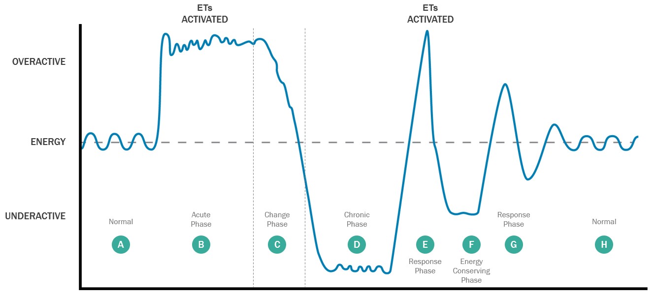 Bioenergetic Health Stage 4